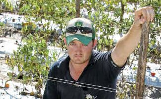 SP Exports’ Kevin Philip with dead and dying plants and fruit after December’s heavy rain. SP Exports’ Kevin Philip with dead and dying plants and fruit after December’s heavy rain.